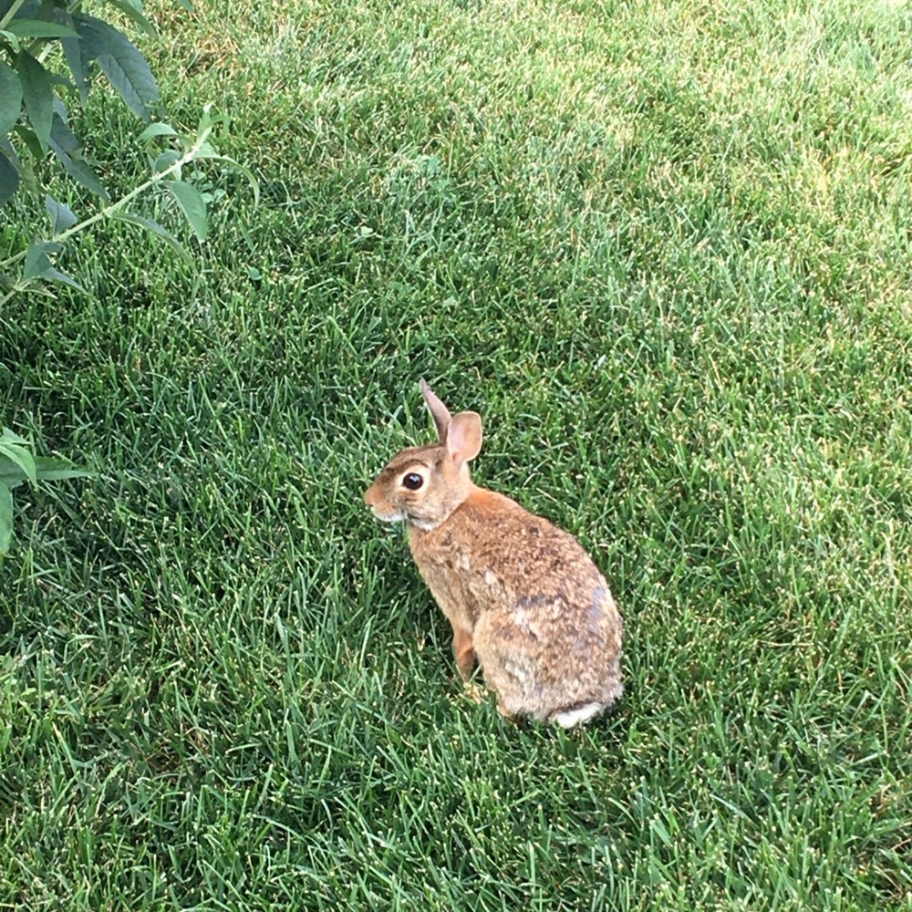 Hoppy Spring! Check out my closet of nice condition items! Offers considered!